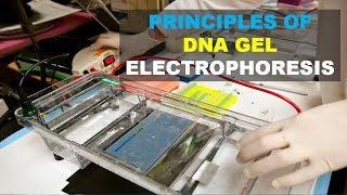 THE BEST EXPLANATION OF DNA GEL ELECTROPHORESIS | EXPLICACION PASO A PASO ELECTROFORESIS DE ADN