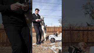 Dog saves human from puppy driving car #dogsofyoutube #goldenretriever #funnyanimals