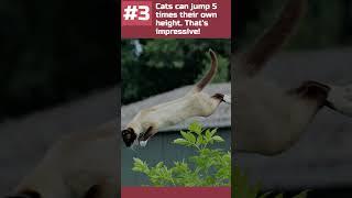 5 INCREDIBLE Facts about CATS #onlyfacts #facts #shorts #education #cats #animals