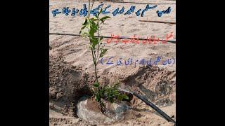 drip system water without dripper (khan kalari farm dgk)