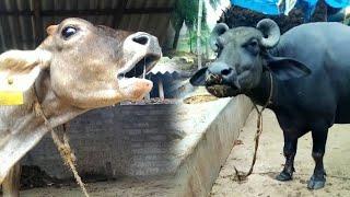 animal | buffalo video | cow video #cow #baffalo #sound #animals #village