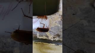 cockroach atrocities#shorts#short#videos#shortsvideo#shortsfeed#shortsyoutube#cockroach#shortsviral