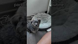 This is your sign to add PetLab Co.'s Probiotic Chews to your daily routine #shorts
