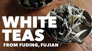 White Teas from Fujian – Silver Needle, White Peony and Shou Mei