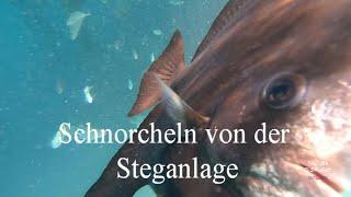 Schnorcheln an der Steganlage am  Jungle Beach, Dana Beach, am roten Meer. Pickalbatros Jungle Aqua