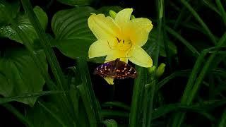 Милый цветок желтого лилейника. Lovely flower of a yellow daylily.