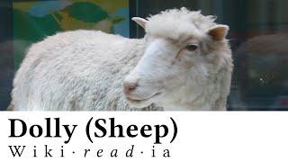 Dolly (Sheep) - Wikireadia