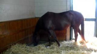 Winstar Farms- Versalles, KY   Horse Farm - Stallion "Distorted Humor"