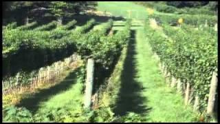 Virginia Wine Lover - Fox Meadow Winery