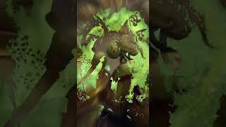 Death Guard in Warhammer 40 000 #warhammer #wh40k #warhammer40000 #deathguard