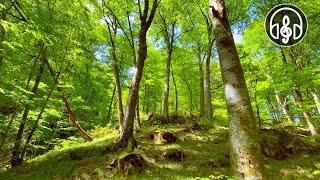 Bosque de montaña de primavera. Canto de los pájaros para la relajación, la meditación y el sueño.