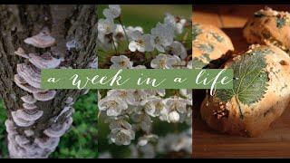 Vlog: week in a life • spring, baking and foraging