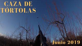 Caza de tórtolas con escopeta, Los Andes, Junio 2019