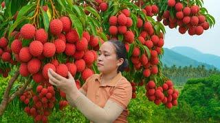 Harvesting Ripe Lychee Garden and Bringing It to Market to Sell, as Feed for Fish, Chicken, and Pigs