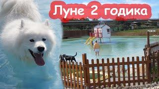 VLOG День Рождения Луны в собачьем аквапарке