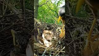 Life in the Nest: Adventures of Myna Bird Babies