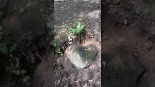 город Троицк. Ледниковый камень на древнем селище в лесу. Сегодня с коллегой немного его очистили.