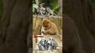 amazing information about monkey #shorts #kiranmalache