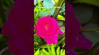 I love flowers #mygarden #flowers #beautiful #summer #2023 #perennial #plant #love #laniwonderwoman