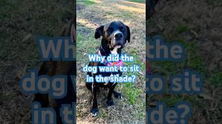Word Whiz Kids: Why didn't the dog want to sit in the shade?