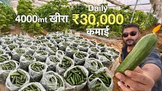 Poly house Cucumber profitable Farming