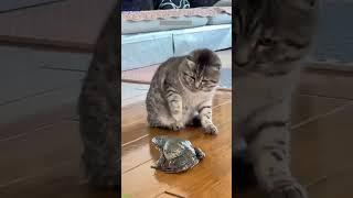 ️ Funny cats ️ , ️Cute cats #babycats  episode 457