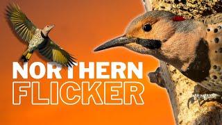 Learn All About the Northern Flicker | Overview