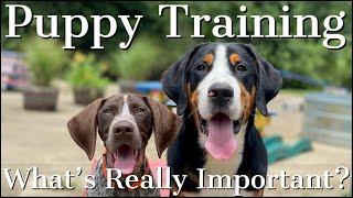 Puppy Training | The Truth About What's Really Important