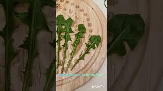 Dandelion leaf health benefits #dandelions #dandelionleaf #herbalmedicine #plantmedicines
