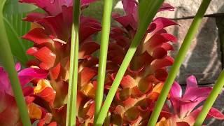 How To Grow Orange Torch Ginger plant/ 如何种橘色火炬姜花植物