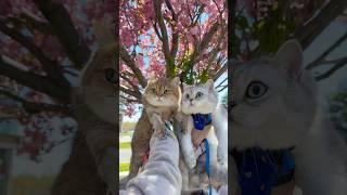 wait cats have boyfriends?! ​⁠@diaryofollie  #cat