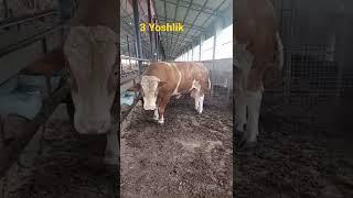 TONNLIK SIMMENTAL BUQA  XAQIQIY GERAKIL