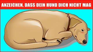 14 Anzeichen dafür, dass Dein Hund Dich nicht liebt (auch wenn Du denkst, dass er es tut)