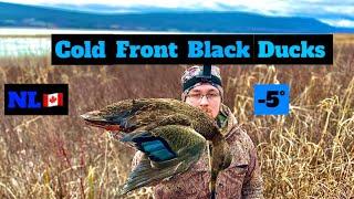 BLACK DUCKS In a COLD FRONT! ICY , HIGH PRESSURE, LATE SEASON DUCK HUNTING ! NL ( Quick Hunt! )