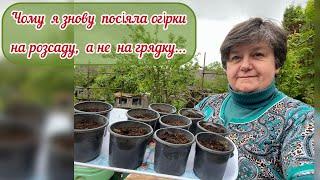 Сію  огірочки  , висаджую розсаду помідорів  і перцю 🫑🫑.., просапую капусту .