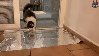 Cats vs Tin/Aluminum Foil! (A Compilation)