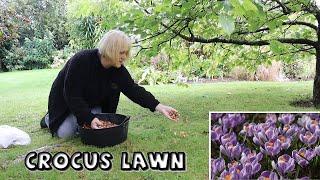 Crocus Lawn with 3 Matching Colours ||  Tips while Planting in the Rain