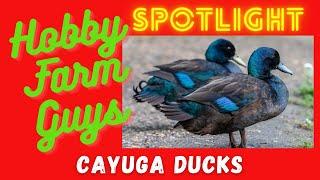 HFG Farm Animal Spotlight: Cayuga Duck