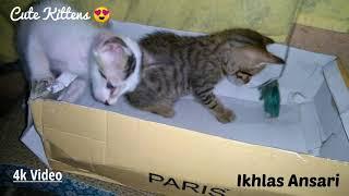 Silly Kittens Videos | Kittens Meowing | Funny Kittens Try Not To Laugh | Cute Kittens Meow |Kittens