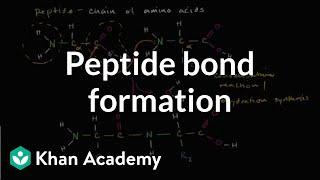 Peptide bond formation | Macromolecules | Biology | Khan Academy