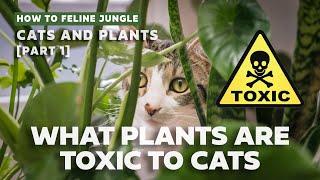 COMMON TOXIC & PET-FRIENDLY HOUSEPLANTS TO CATS