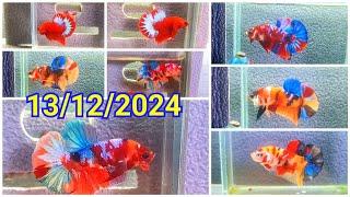 ĐỢT CÁ BETTA 13/12/2024 GIÁ RẺ. RED FC. MULTICOLOR/METALIC/KOI RED GALAXY