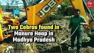 Two Cobras Found in Manure Heap in Madhya Pradesh | King Cobra Viral Video | Black Cobra in Betul