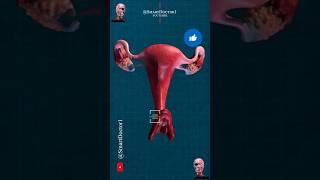 From Vaginal Opening to Uterus Depth | Female Reproductive System ‍️