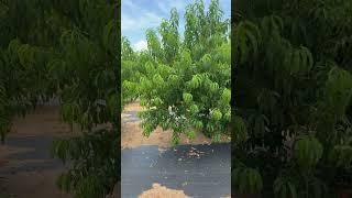 Zeezenia Farm & Sofra, #NewberryFL, 360 Panoramic of the Patio & Orchard, May 2025