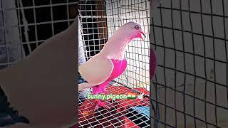 VIRAL #shorts #viralvideo️ #trending #subscribe #viralvideo  @sunny.pigeon ️