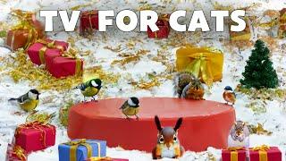 Birds Videos for Cats to Watch Bird Perched on a Snowy Tree Branch & Bird Chirping