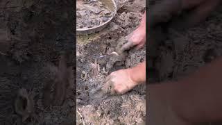 The process of digging loaches under the pond mud