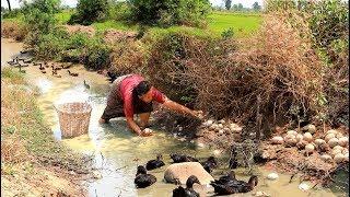 survival in the rainforest - woman cook & found a lot of egg for dog - Eating delicious HD