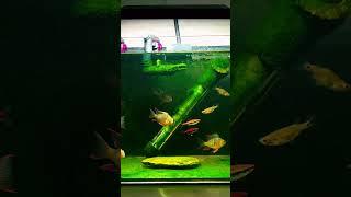 Harnessing Green Algae for Crystal Clear Water | Pondon Aquarium
